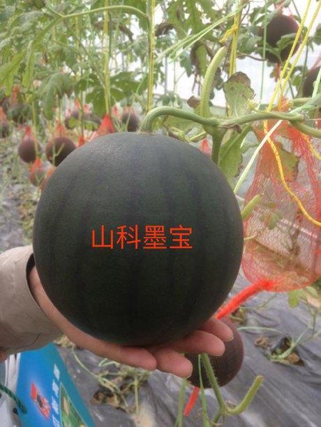 吃瓜黑科网有啥料,海量料爆惊人内幕