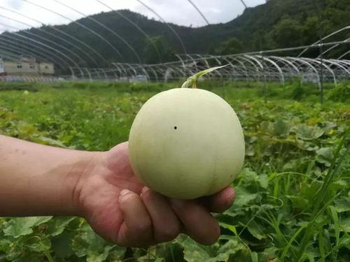 黑料吃瓜精品一区二区,一区二区精彩内容大盘点